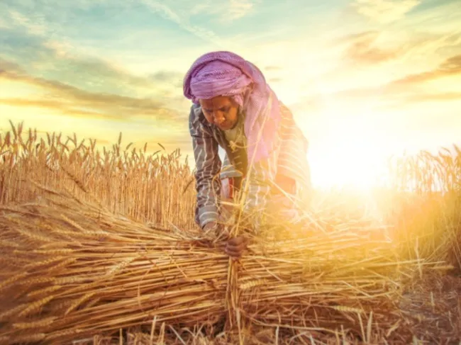 wheat farmer